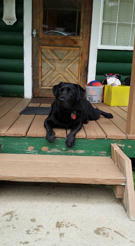 Summer Enrichment for Dogs